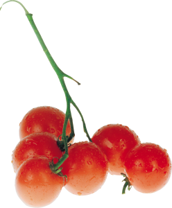 Tomatoes PNG-12579